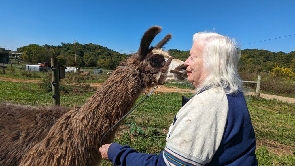 Llama Kisses